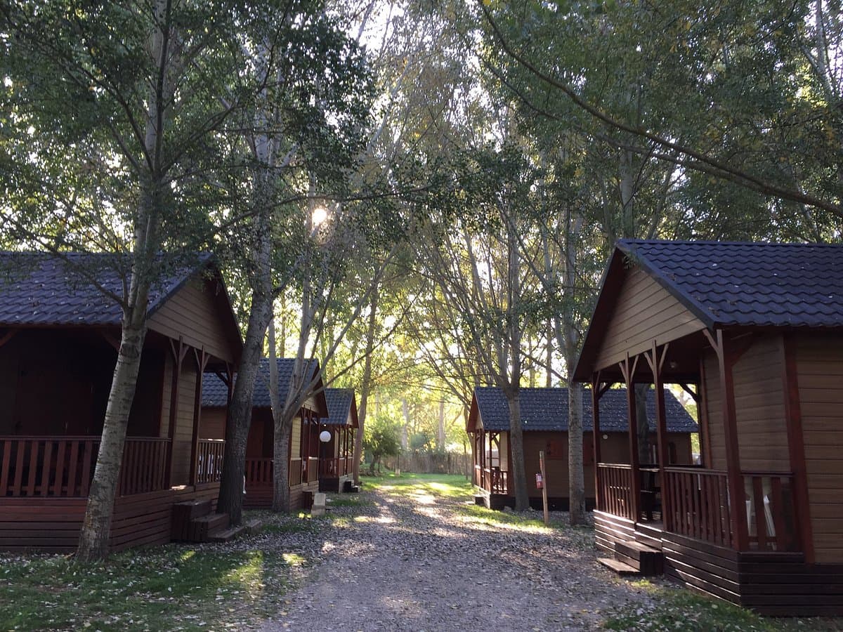 Forest cabins background